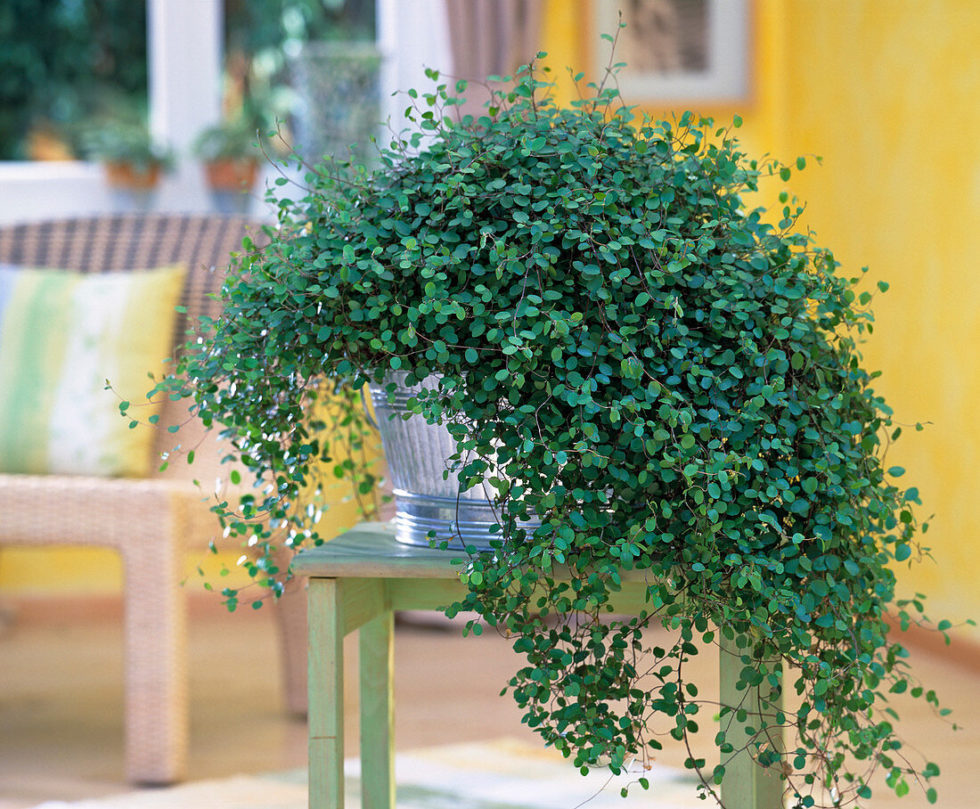 MUEHLENBECKIA COMPLEXA BOTANI café